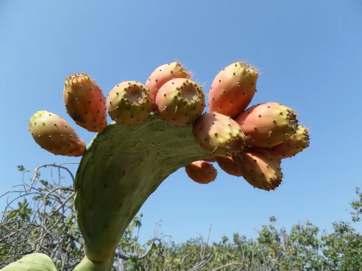 A prickly pear cladode with ripe orange-red fruits against a deep blue sky.