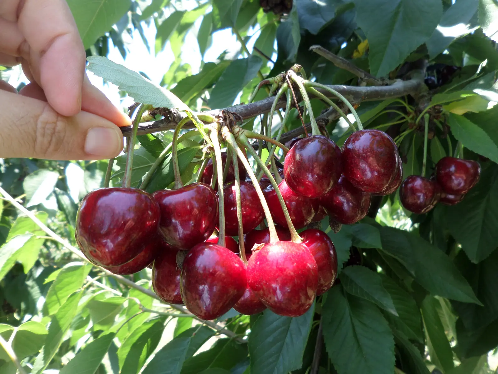 A hand holding a cherry branch with a cluster of dark red cherries.