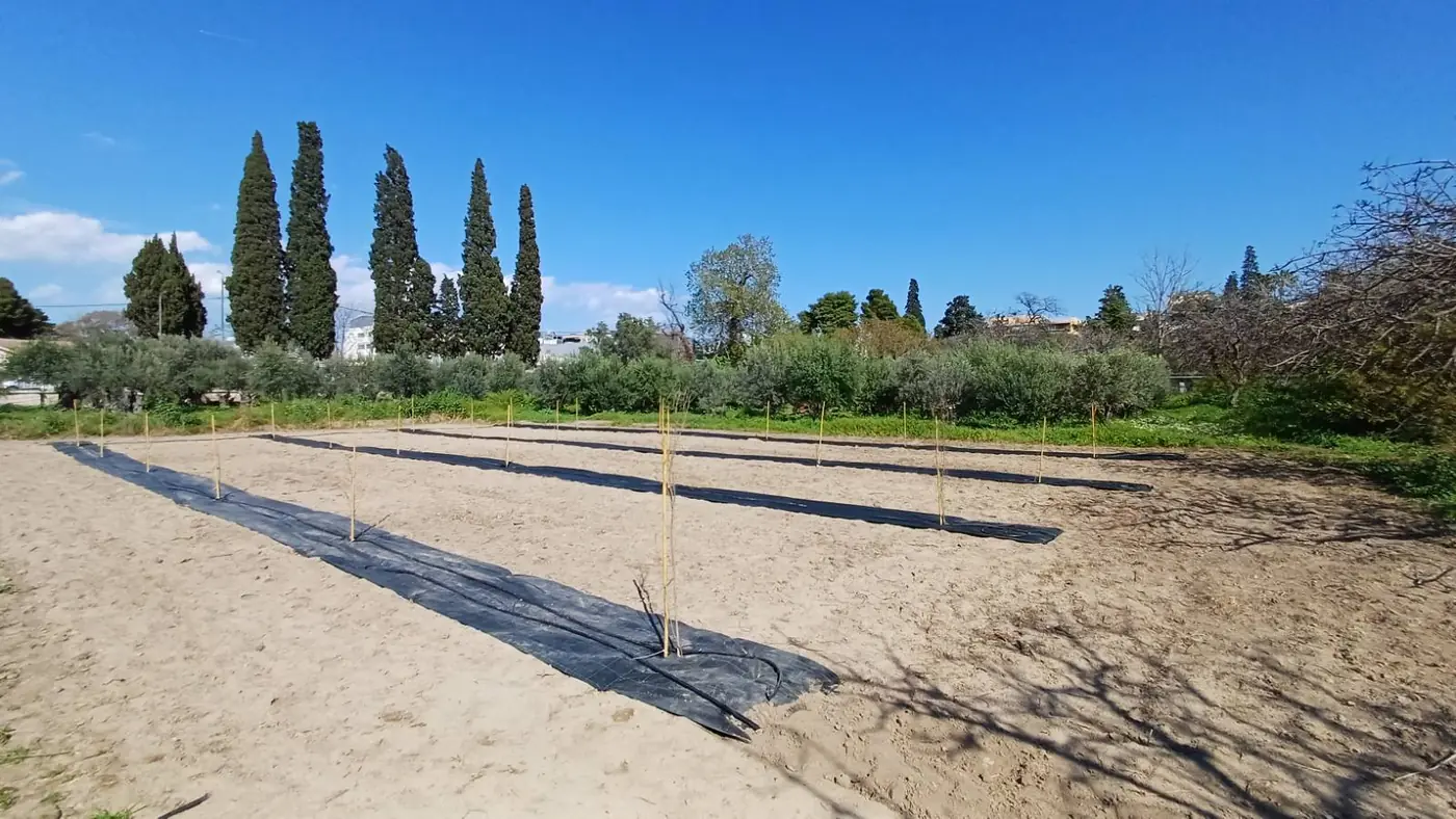 Rows of young trees with stakes and ground cover, with cypresses and olive trees in the background.